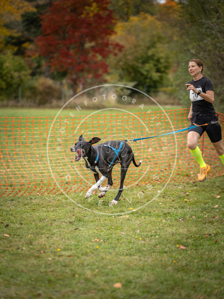 Pfotenfotografie_DV3A2805 | Hundefotografie, Tierfotograf, Pfotenfotografie, Fotoshooting Hund, Hunde Portrait, Hundesport, Hundeportraits, Heideshooting, Hunde, Sportfotograf, Hundefotograf, Turnierhundsport, THS,  - Realisiert mit Pictrs.com