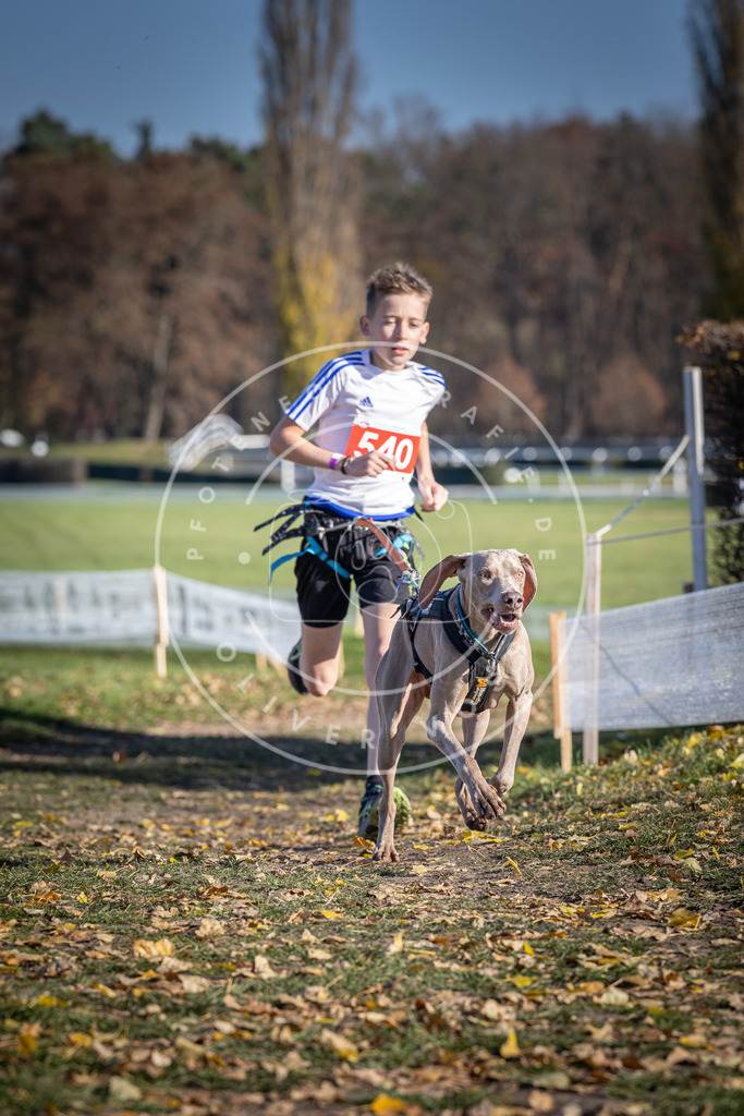 CaniXpix_DV3A8374 | Hundefotografie, Tierfotograf, Pfotenfotografie, Fotoshooting Hund, Hunde Portrait, Hundesport, Hundeportraits, Heideshooting, Hunde, Sportfotograf, Hundefotograf, Turnierhundsport, THS,  - Realisiert mit Pictrs.com