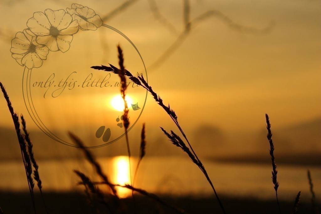 Grasähre bei Sonnenaufgang | only.this.little.world - Realisiert mit Pictrs.com