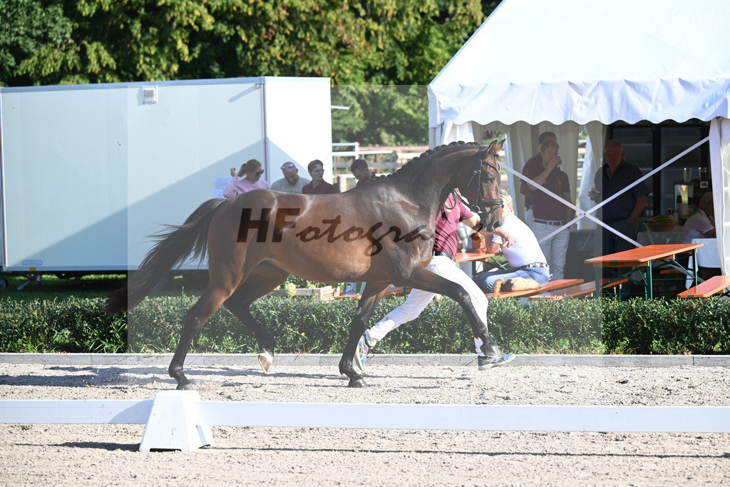 Kat-Nr. 8 Bahama Mama_ZG Sautter_36230598 | hf-fotografie - Realisiert mit Pictrs.com