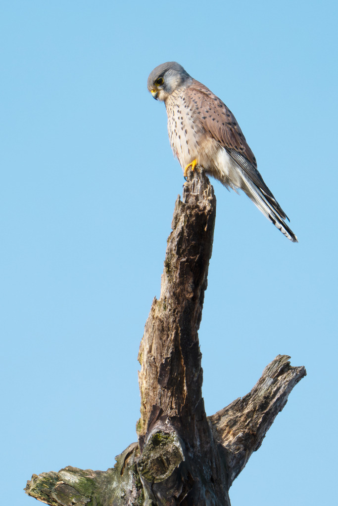 Turmfalke | Simone Sonderegger Photography