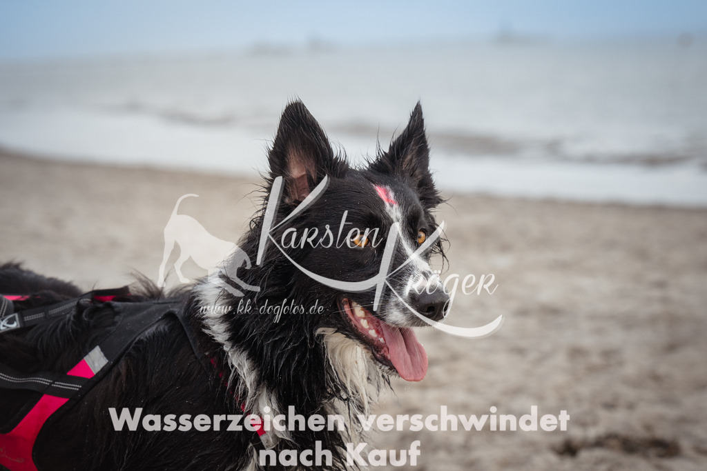 1214_ZZ95518 | kk-dogfotos