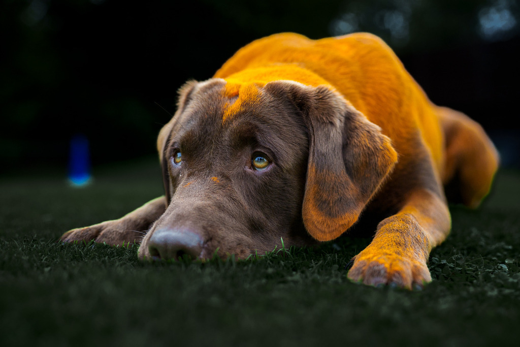 allesWIRTHgut Tierfotografie - 7IV02942 | Professionelle Tierfotografie in Mönchengladbach von Daniel Wirth (allesWIRTHgut). Liebevolle & natürliche Bilder von Hunden & Katzen für unvergessliche Erinnerungen.