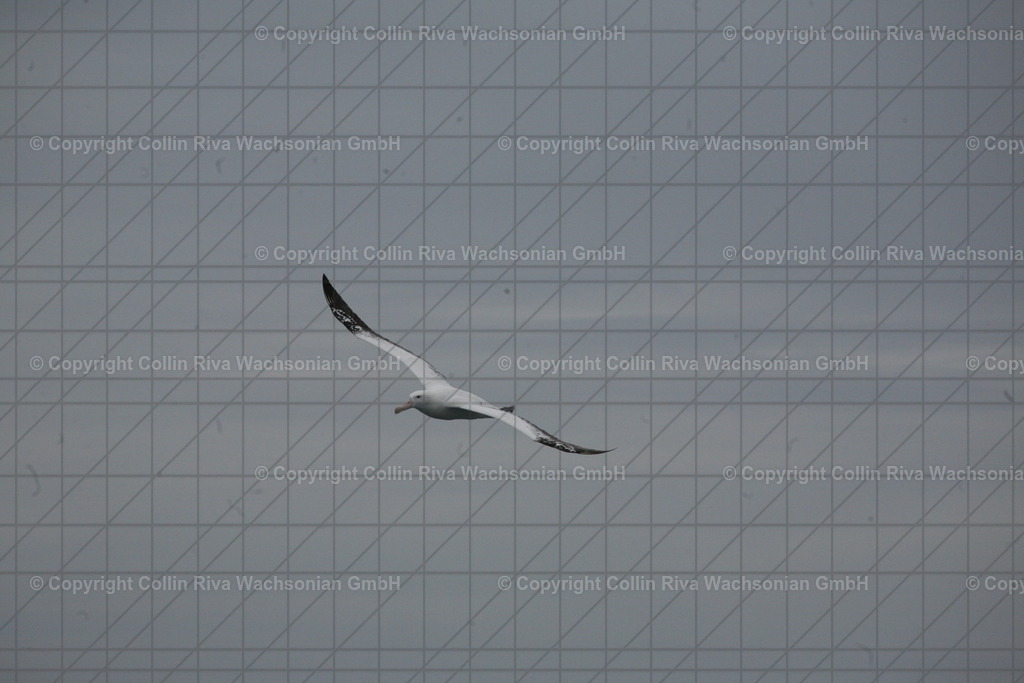 IMG_4718 - Kopie | Antarktis / Antarctica - Realisiert mit Pictrs.com