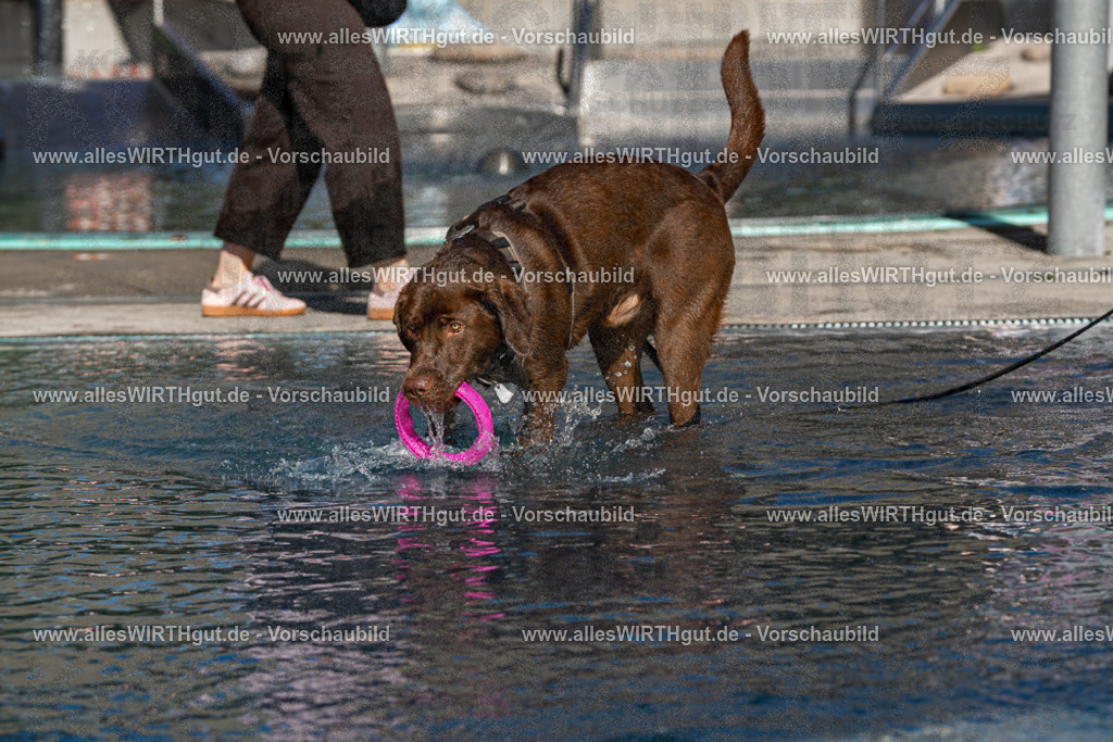 Hundeschwimmen_Volksbad_2026-allesWIRTHgut_Tierfotografie-2609061054-FAY06017 | Professionelle Tierfotografie in Mönchengladbach von Daniel Wirth (allesWIRTHgut). Liebevolle & natürliche Bilder von Hunden & Katzen für unvergessliche Erinnerungen.