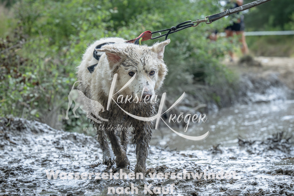 1413_ZZ91896-Verbessert-RR | kk-dogfotos
