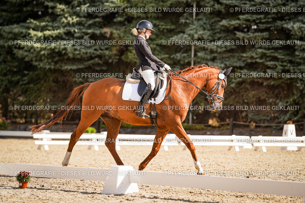 DSC00681 | Pferdegrafie