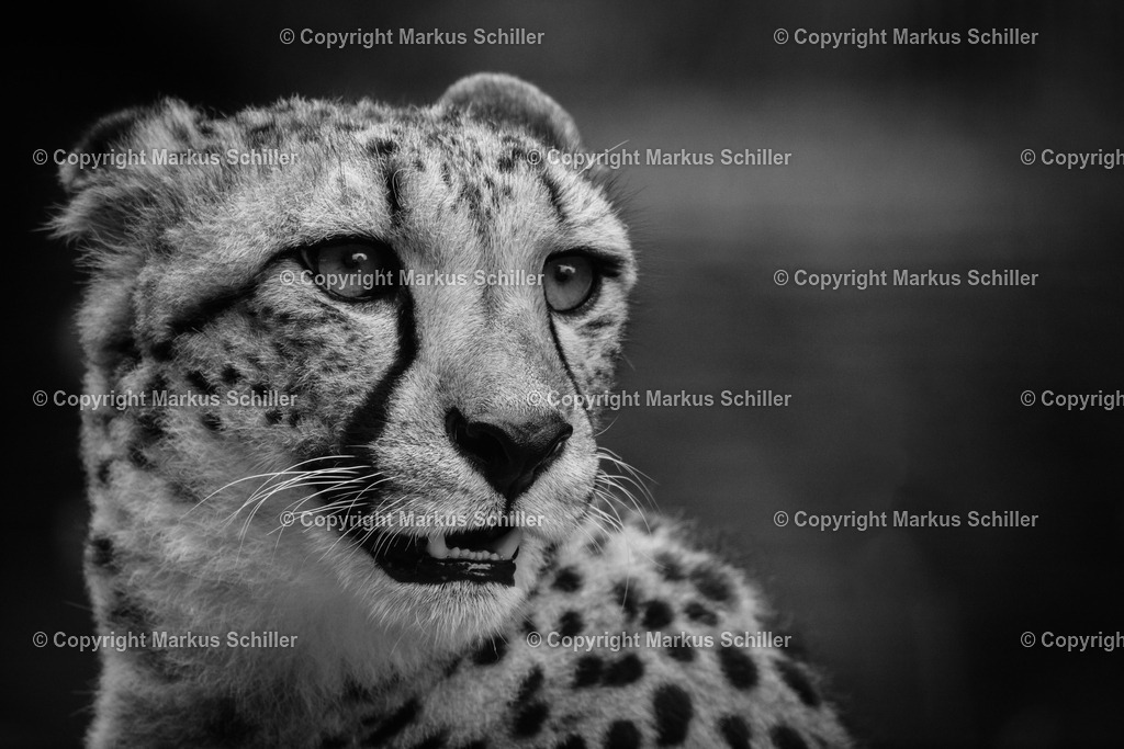 Gepard Portrait schwarz-weiss | Portrait eines Geparden in der Masai Maara im Grenzgebiet Tanzania / Kenia - Realisiert mit Pictrs.com