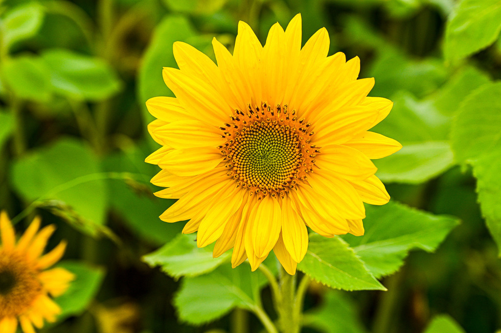 Strahlender Mittelpunkt | In voller Blüte präsentiert sich diese Sonnenblume mit ihren leuchtend gelben, spitz zulaufenden Blütenblättern. Der Blick fällt direkt auf das kunstvolle Spiralmuster der Röhrenblüten, deren feine schwarz-orangene Spitzen einen faszinierenden Kontrast bilden. Vor sattgrünem Blattwerk wirkt die Blüte wie ein kleines Naturwunder – Symbol für Sommer, Vitalität und die stille Perfektion der Natur. - Realisiert mit Pictrs.com