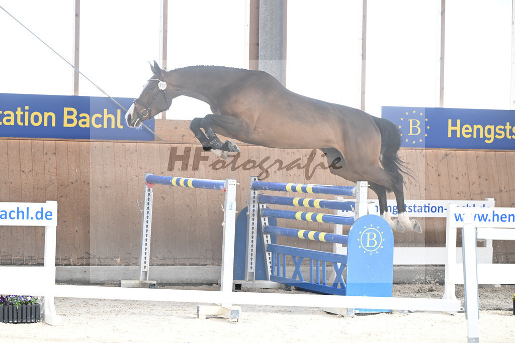 Kat-Nr. 27 Annabelle NZ v. Aganix du Seigneur_Kistner_5251778 | hf-fotografie - Realisiert mit Pictrs.com