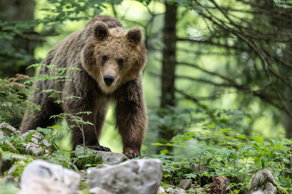 _DSC1756 | Ich fotografiere aus Leidenschaft auf meinen Reisen und im Rhein- / Ruhrgebiet , Landschaften, Tiere und Porträts. 

Kaufen Sie die Bilder (u.a. Venedig, Südtirol, Galapagos, Düsseldorf, Indien, Blumen etc.) in einer geschützten Galerie bequem online. - Realisiert mit Pictrs.com