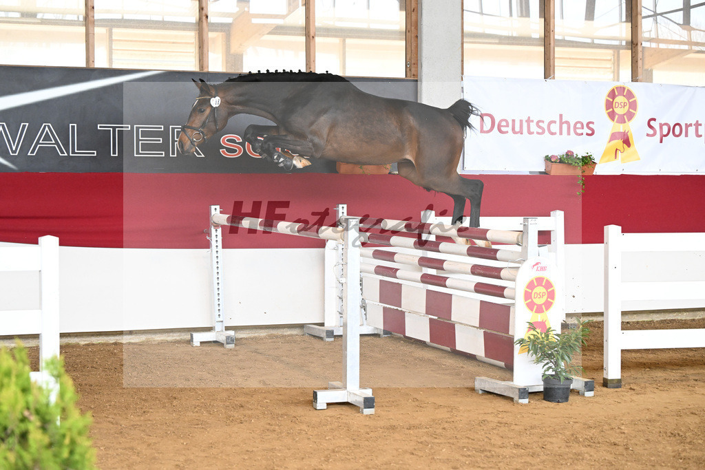 Kat-Nr. 36 Conthadero v. Conthargos_Schwuchow_7250824 | hf-fotografie - Realizzato con Pictrs.com