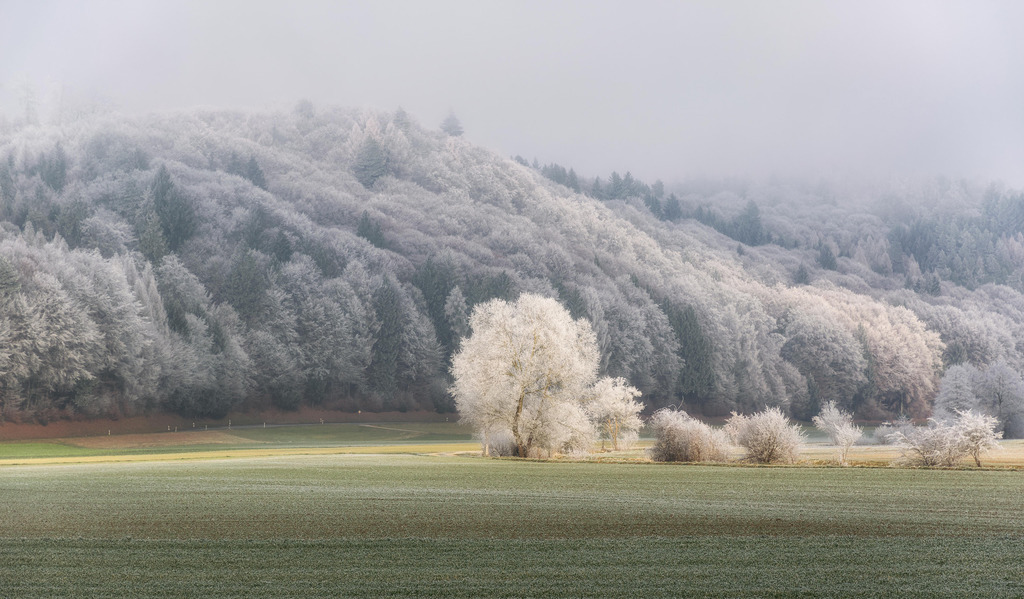 Weisshaarig | White Haired | Landschaften mit Raureif sind besonders attraktiv, wenn sich noch ein Strahl Sonne findet, um eine Partie anzuleuchten. 
Wie hier zwischen Krauchthal und Burgdorf
-----------------------------------------------
Landscapes with hoarfrost are particularly attractive when there is still a ray of sun to illuminate a part.
Like here between Krauchthal and Burgdorf
-----------------------------------------------
Dieser Druck ist in einer limitierten Auflage von 5 Exemplaren erhältlich. 
This print is available in a limited edition of 5 copies. 
http://art.hess.photography/75-weisshaarig.html - Realisiert mit Pictrs.com