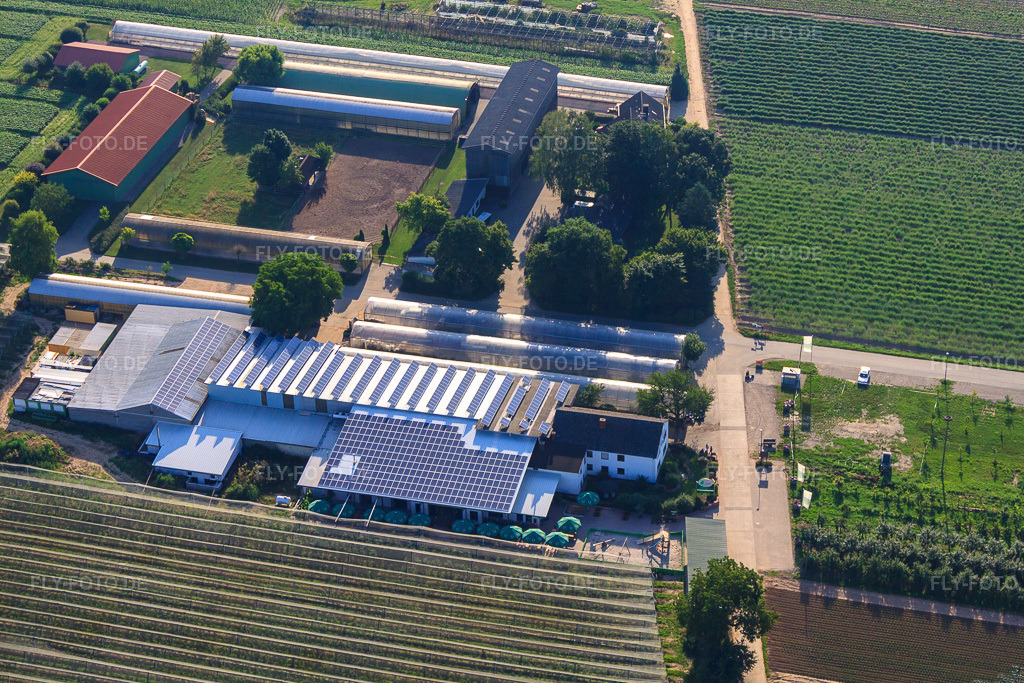 Luftbild: Obsthof Zapf und Hofcafé und Uwe Nauerth - Tabak Produktion im Holderbühler Hof und in Kandel im Bundesland Rheinland-Pfalz in Deutschland. Foto: IMG_70328.jpg vom 19.07.2014 durch Werner Riehm/FLY-FOTO.deHofmarkt Zapf Kandel