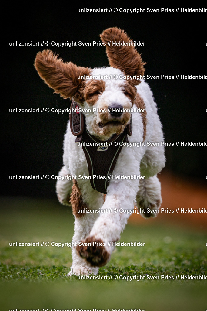 Sven Pries | 19. Allgemeines Hunderennen Karlsruhe Durlach - Realisiert mit Pictrs.com