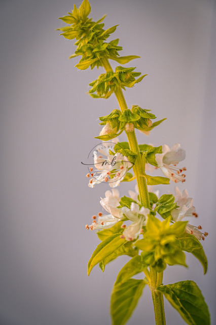 Blüte vom Basilikum | Nahaufnahme von Basilikum (Ocimum basilicum) mit grünen Blättern und weißen Blüten, Dresden, Sachsen, Deutschland - Realisiert mit Pictrs.com