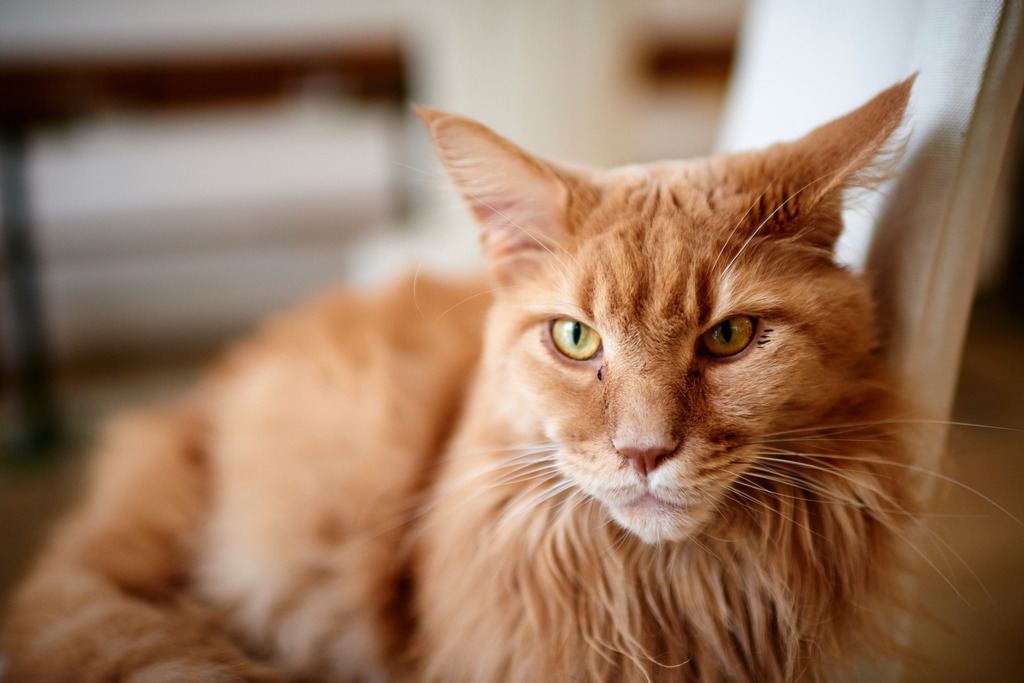 Cafe Neko | Wien, Austria - October 05, 2017: Cafe Neko-Katzencafe, Porträt einer rothaarigen Katze. - Realisiert mit Pictrs.com