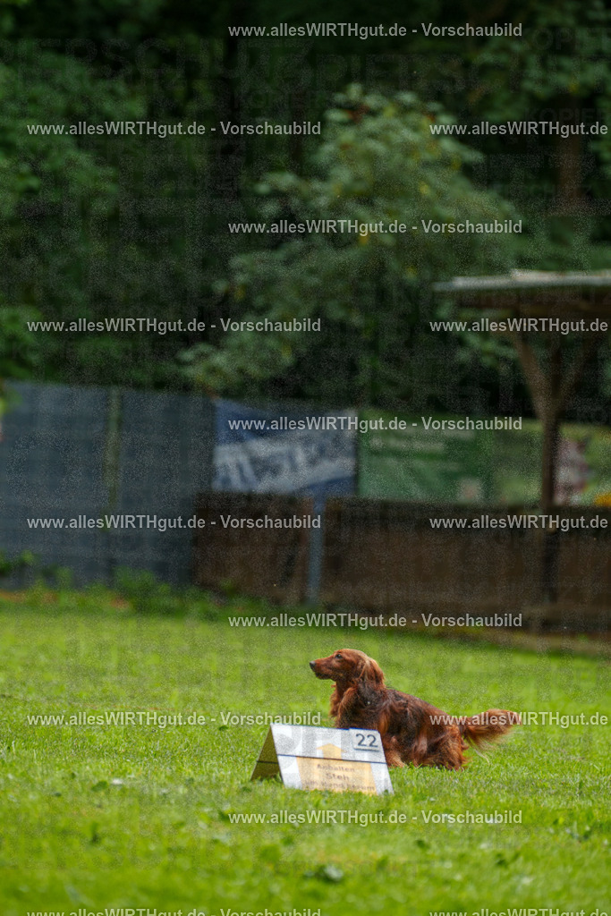 @allesWIRTHgut_Tierfotografie - www.allesWIRTHgut.de - 090908-7R506607 | Professionelle Tierfotografie in Mönchengladbach von Daniel Wirth (allesWIRTHgut). Liebevolle & natürliche Bilder von Hunden & Katzen für unvergessliche Erinnerungen.