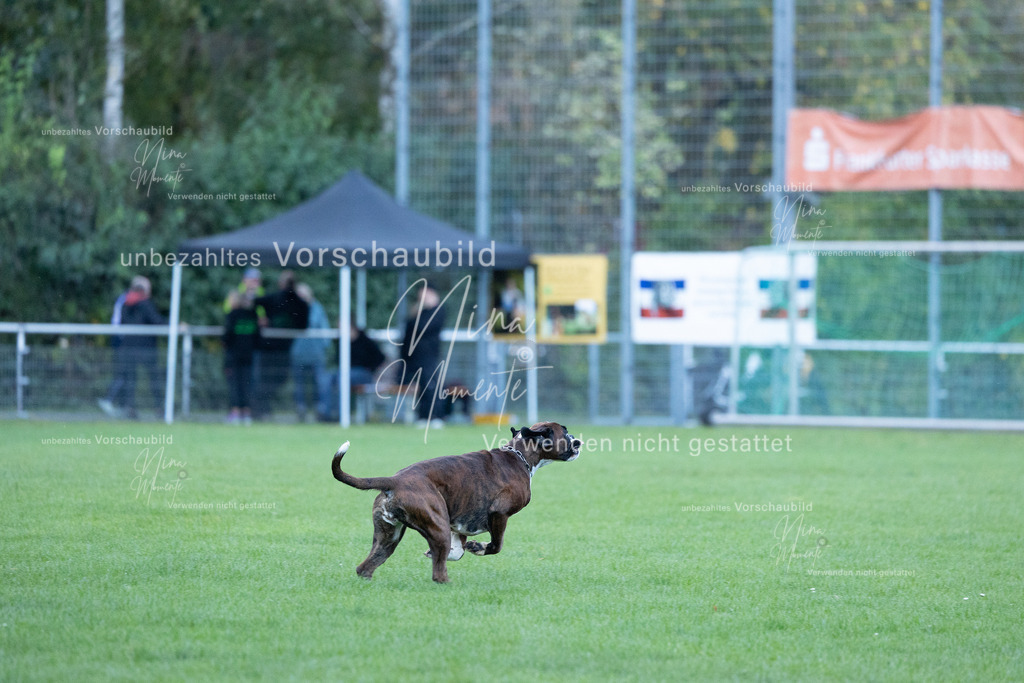 _16A4566 | Einzigartige Fotos von Hunden & Menschen –Actionfotos, Portraits, Vereinsaufnahmen & Paarshootings – authentisch, lebendig & mit Herz.