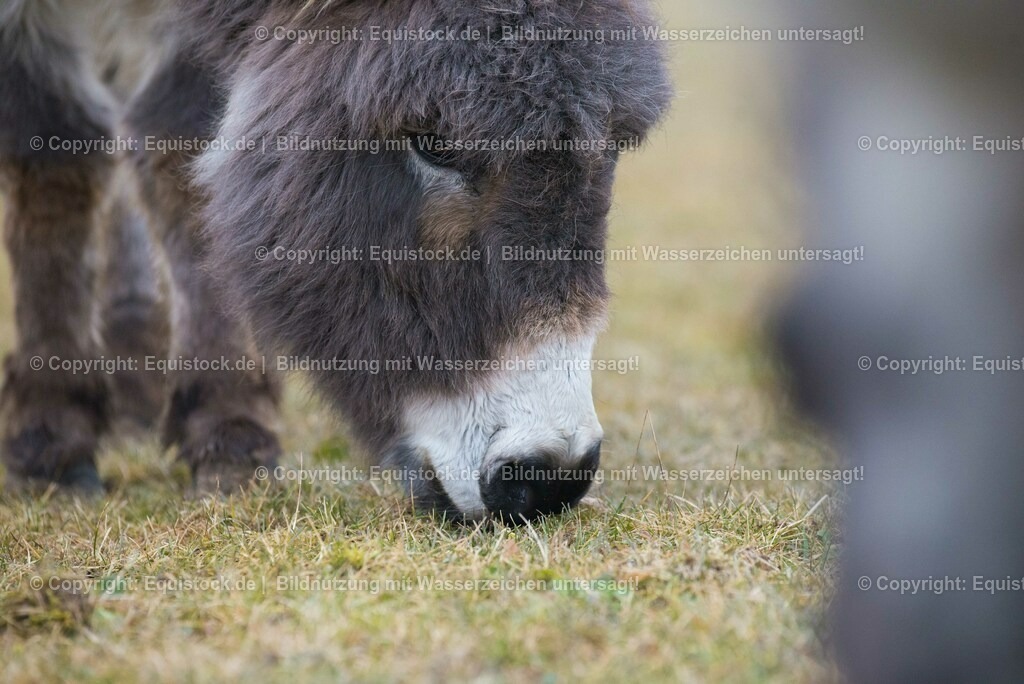 20150217_Esel_0019 | equistock