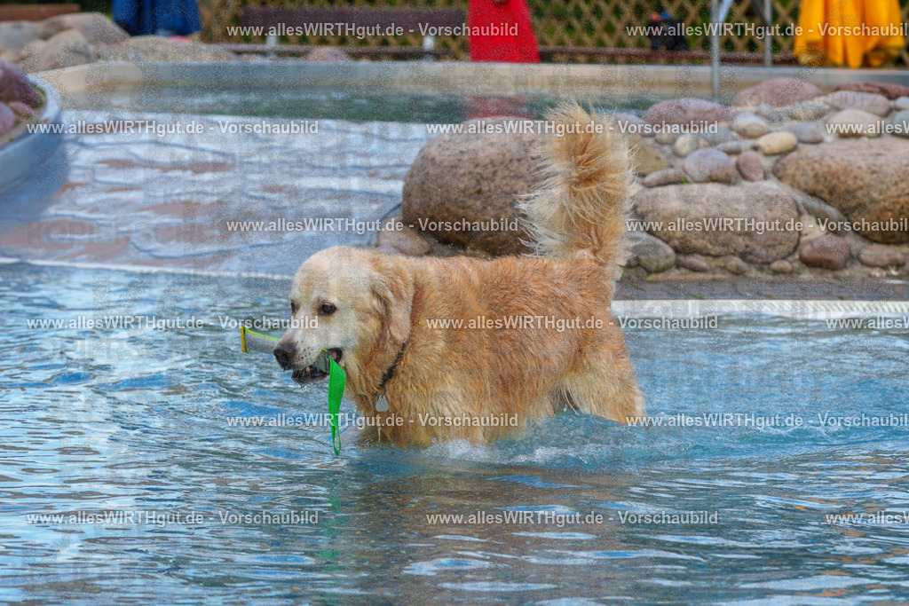 Hundeschwimmen_Grefrath_2026-allesWIRTHgut_Tierfotografie-09_39-FAY07723 | Professionelle Tierfotografie in Mönchengladbach von Daniel Wirth (allesWIRTHgut). Liebevolle & natürliche Bilder von Hunden & Katzen für unvergessliche Erinnerungen.