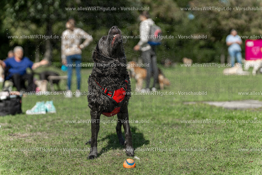 Hundeschwimmen_Volksbad_2026-allesWIRTHgut_Tierfotografie-2609061240-115020-7R500126 | Professionelle Tierfotografie in Mönchengladbach von Daniel Wirth (allesWIRTHgut). Liebevolle & natürliche Bilder von Hunden & Katzen für unvergessliche Erinnerungen.