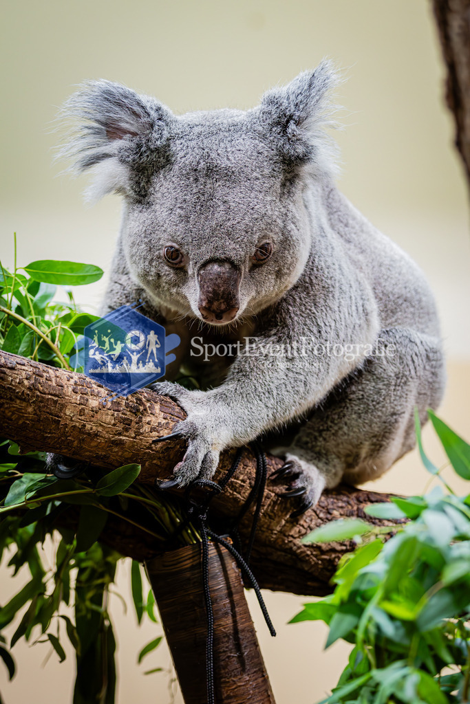 IMG_5409 | SportEventFotografie - Roman Stoiber