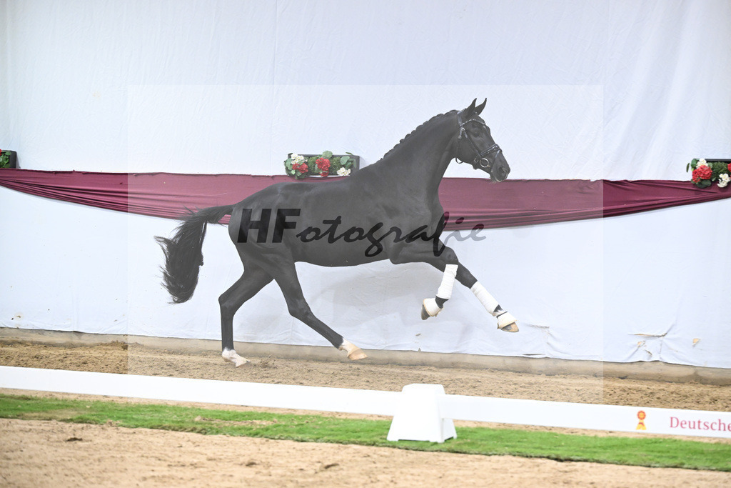 Kat-Nr. 141 Toto jr. x Secret_Bettina Kraft-Pfefferle_47254731 | hf-fotografie - Realisiert mit Pictrs.com