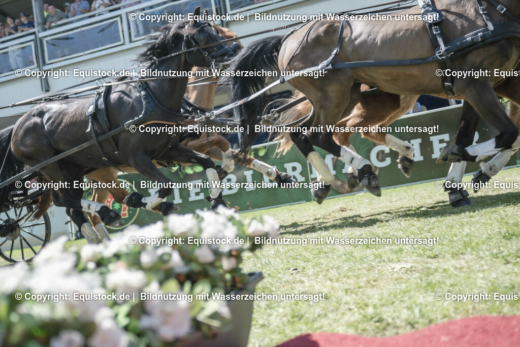 20230528_Jump-and-Drive_0257 | equistock