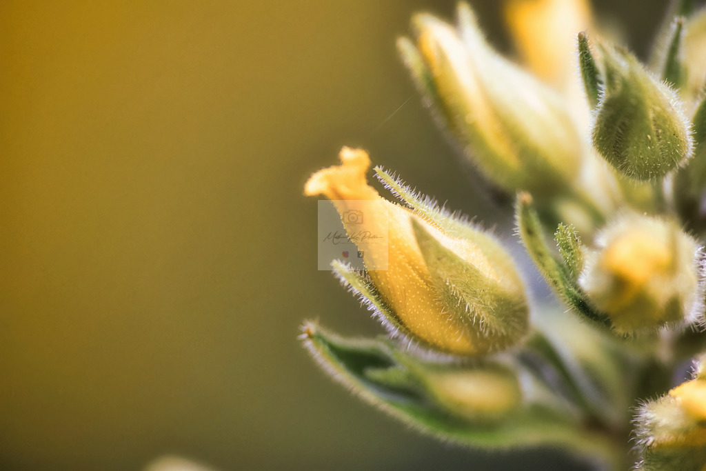 Makro - floral (67) | Buche Fotoshootings und entdecke hochwertige Fotoprodukte bei Mathias Ku Photos. Personalisiert, kreativ & mit Liebe zum Detail. Jetzt informieren! - Realisiert mit Pictrs.com