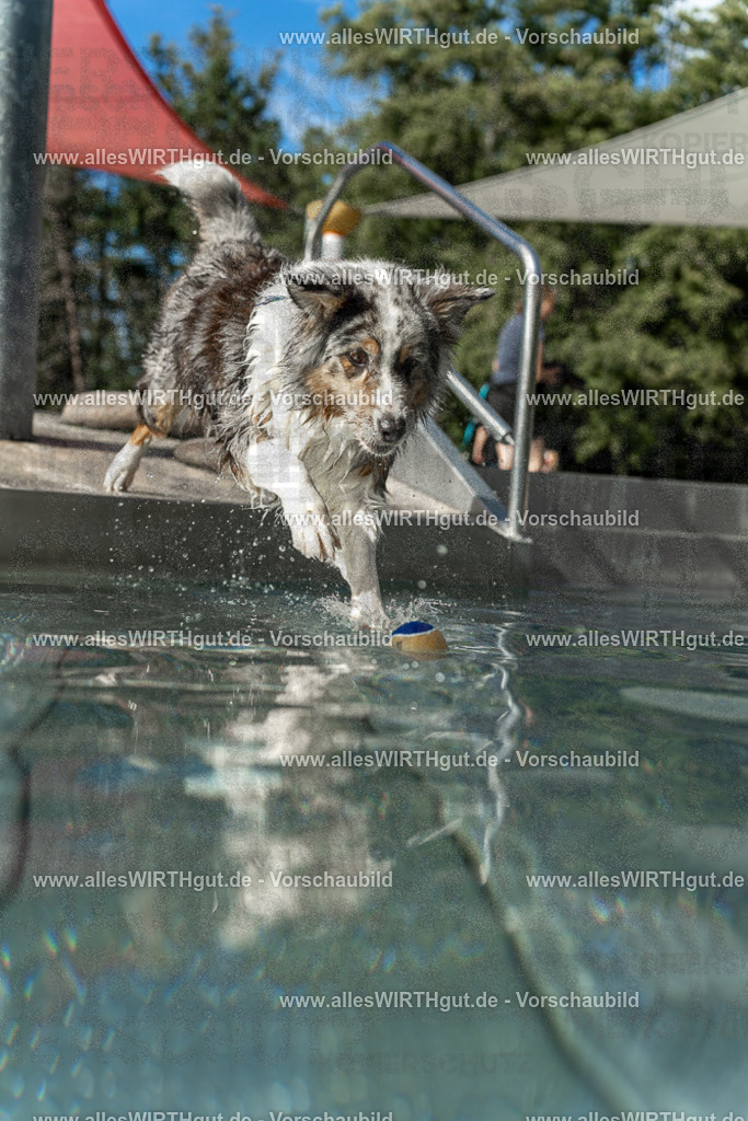 Hundeschwimmen_Volksbad_2026-allesWIRTHgut_Tierfotografie-2609061535-7R501658 | Professionelle Tierfotografie in Mönchengladbach von Daniel Wirth (allesWIRTHgut). Liebevolle & natürliche Bilder von Hunden & Katzen für unvergessliche Erinnerungen.
