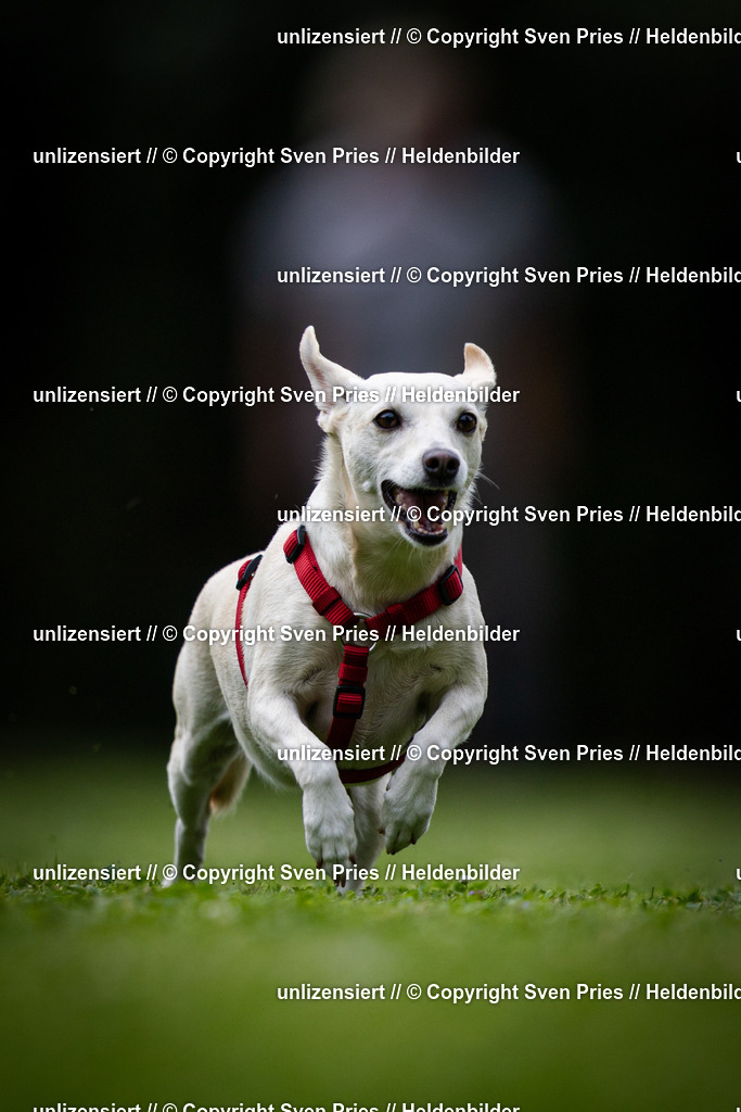 Sven Pries | 19. Allgemeines Hunderennen Karlsruhe Durlach - Realisiert mit Pictrs.com