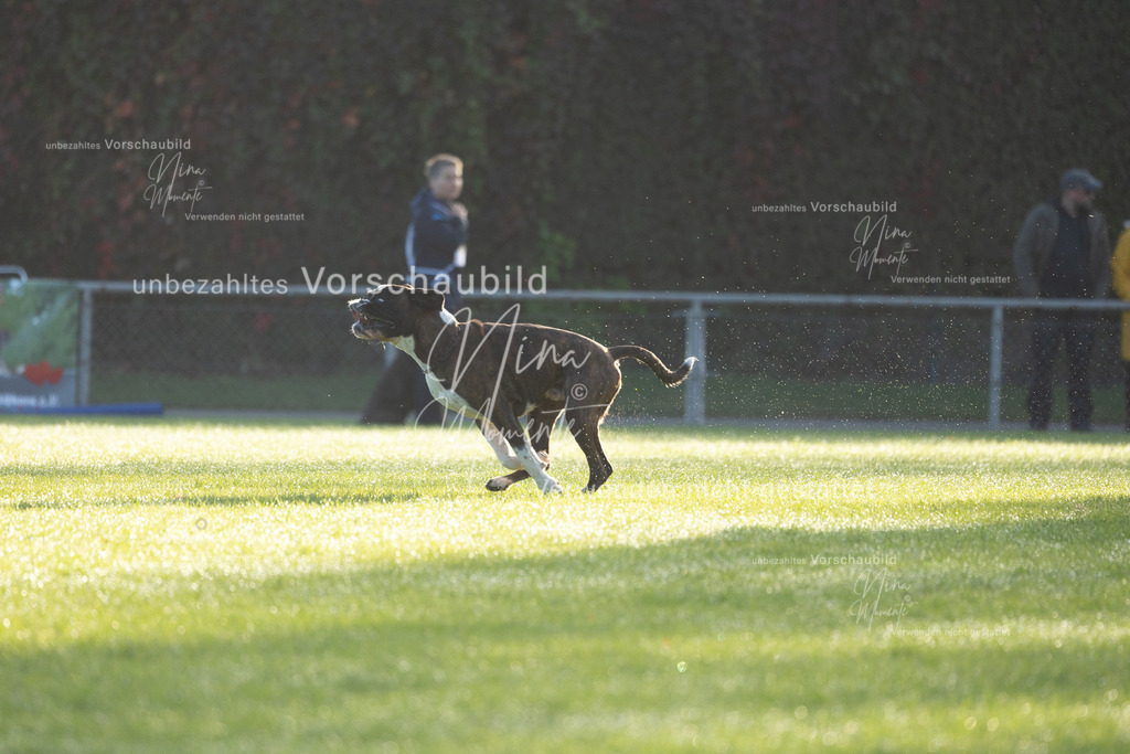 _16A6144 | Einzigartige Fotos von Hunden & Menschen –Actionfotos, Portraits, Vereinsaufnahmen & Paarshootings – authentisch, lebendig & mit Herz.
