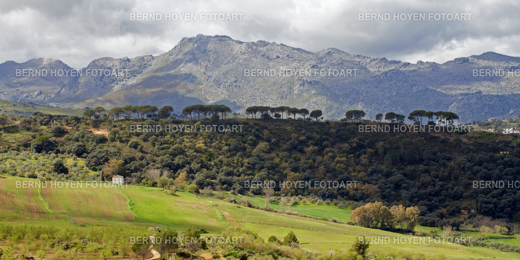 la serrania | Fotografie einer Baumgruppe in einer schönen Gebirgslandschaft (Andalusien), Spanien.
Die Aufnahme im Panorama-Format entstand in der Serrania de Ronda nah bei Ronda auf der "Ruta de los Pueblos Blancos"  in Andalusien. | Photography of a group of trees in a beautiful mountain landscape (Andalusia), Spain.
The photograph in panorama format was taken in the Serrania de Ronda near Ronda on the "Ruta de los Pueblos Blancos" in Andalusia. - Realisiert mit Pictrs.com