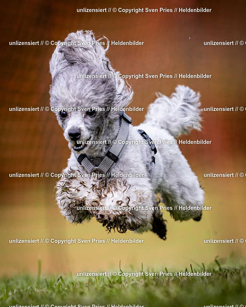 Sven Pries | 2024-04-21 - Hunderennen Baden-Oos
Foto: Sven Pries - Realisiert mit Pictrs.com