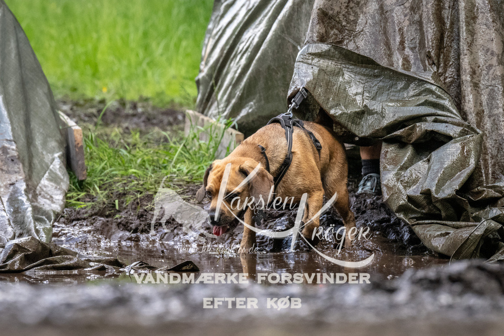 1257_ZZ94426 | kk-dogfotos