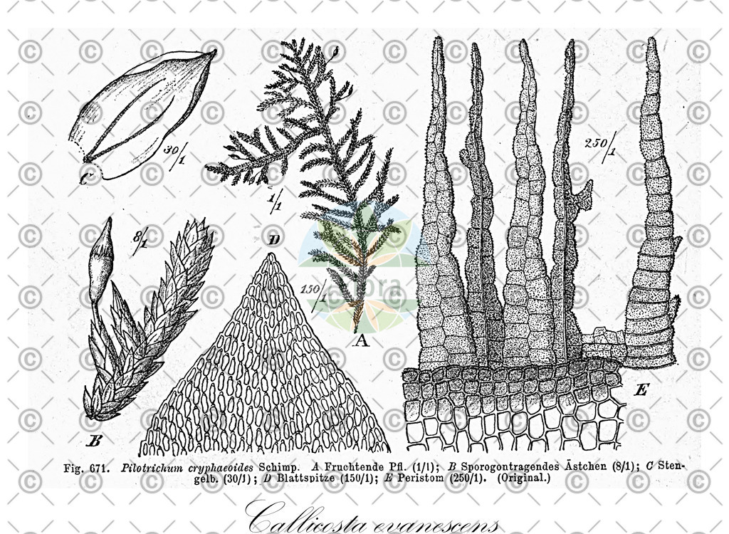 HistAbb_wfo-0001177605_1_ENZY_Simple | Historische Abbildung von Callicosta evanescens - Callicostaceae | Historical Illustration of Callicosta evanescens - Callicostaceae