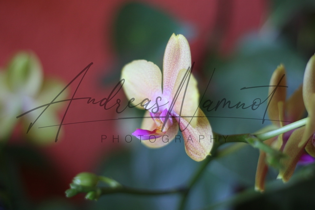 IMG_6805 | Andreas Namnot Fotografie, ein Leben in Bildern - Realisiert mit Pictrs.com