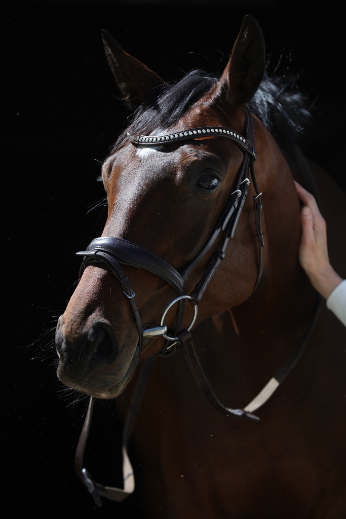 0P6A8728 | Willkommen bei Brunnmayr - Design & Fotografie – Ihrem Spezialisten für Reitturniere und Pferdeveranstaltungen in Oberösterreich, Salzburg und Bayern! Seit über 17 Jahren sind wir leidenschaftlich dabei.