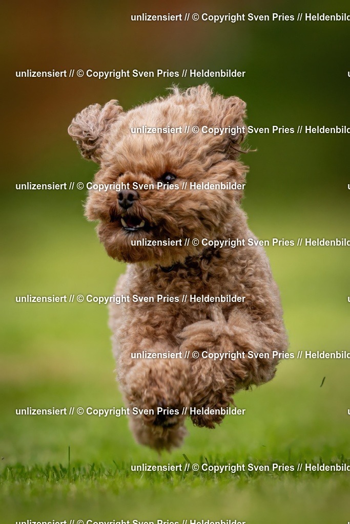 Sven Pries | 2024-09-22 - Hunderennen Baden-BadenPudelverein - Realisiert mit Pictrs.com