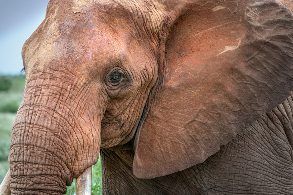 Afrikanischer Elefant | Kenia | Premium-Wandbild von justsomewhere.com: Eine detaillierte Nahaufnahme des Gesichts eines afrikanischen Elefanten in Kenia, dessen Haut mit der charakteristischen roten Erde der Savanne bedeckt ist. - Realisiert mit Pictrs.com