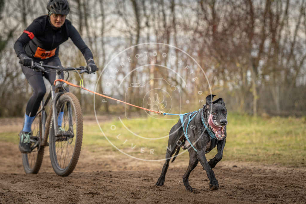 Pfotenfotografie_DV3A7653 | Hundefotografie, Tierfotograf, Pfotenfotografie, Fotoshooting Hund, Hunde Portrait, Hundesport, Hundeportraits, Heideshooting, Hunde, Sportfotograf, Hundefotograf, Turnierhundsport, THS,  - Realisiert mit Pictrs.com