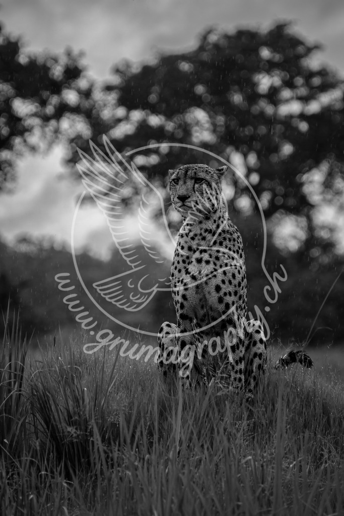 grace in the rain - cheetah_ botswana_swx | Gepard Fine-Art Wildlife Fotografie aus Botswana – ruhige natürliche Tieraufnahme. Ein stiller Moment in der Savanne: Der Gepard erhebt den Blick, aufmerksam und doch absolut gelassen. Die feine Zeichnung seines Fells, die ruhige Körperhaltung und das natürliche Licht verleihen diesem Motiv eine eindringliche Präsenz.Fotografiert und bearbeitet im Grumagraphy Wildlife Look: reduziert, klar und frei von Inszenierung – ein echtes Begegnungsbild, entstanden ohne Köder, ohne Stress und im Respekt gegenüber dem Tier.Ein Fine-Art-Wildlife-Motiv, das Kraft, Anmut und Stille vereint – ideal für Wohnräume, Büros oder als ausdrucksstarker Akzent in jeder hochwertigen Umgebung.