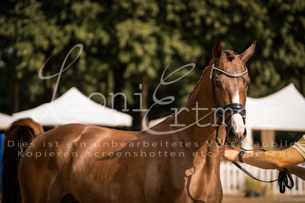 FrER00137 | Leoni Ertmer Photography - Realisiert mit Pictrs.com