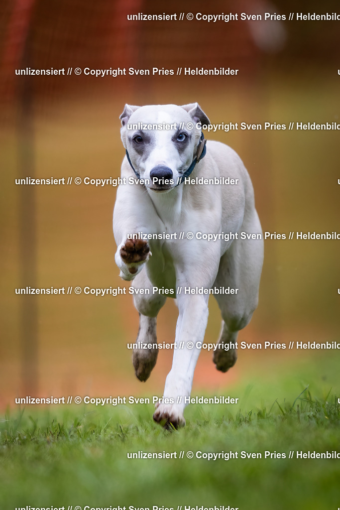 Sven Pries | 2024-04-21 - Hunderennen Baden-Oos
Foto: Sven Pries - Realisiert mit Pictrs.com