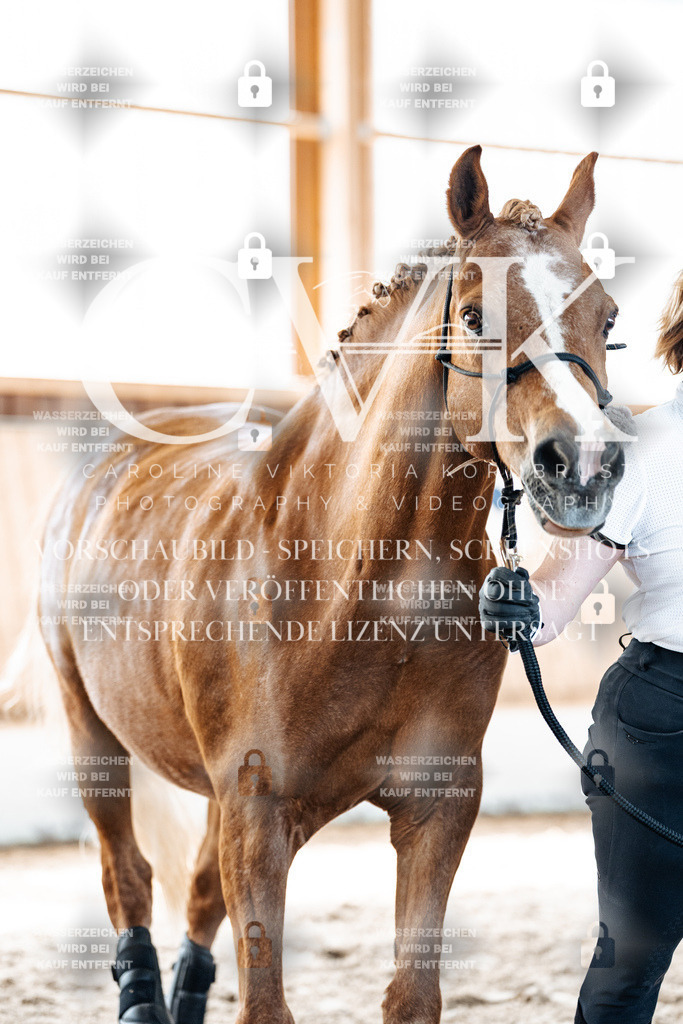 CK906585 | Turnierfotografie Pferdefotografie Trier Rheinland-Pfalz Pferdesport Reitsport Tierfotografie Sportfotografie Pferdevideo Pferdevideografie Equestrianvideography equestrianphotography  - Realized with Pictrs.com