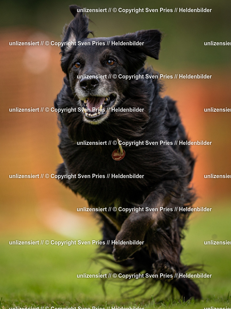 Sven Pries | 2024-09-22 - Hunderennen Baden-BadenPudelverein - Realisiert mit Pictrs.com