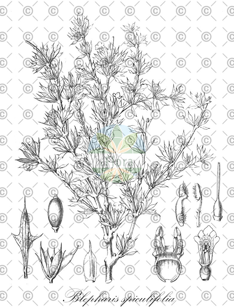 HistAbb_wfo-0000129736_1_ENZY_Simple | Historische Abbildung von Blepharis spiculifolia - Acanthaceae | Historical Illustration of Blepharis spiculifolia - Acanthaceae