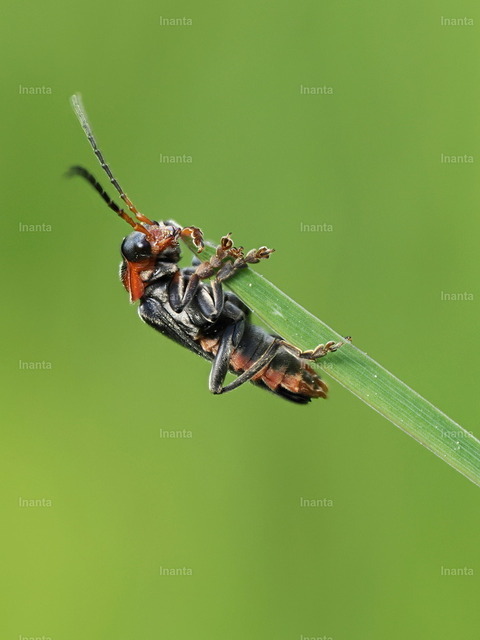 Gemeiner Weichkäfer (Rhagonycha fulva) | Der Gemeine Weichkäfer (Rhagonycha fulva) ist ein 7–11 mm langer, weichflügeliger Käfer mit leuchtend roten Flügeldecken und schwarzer Spitze. Er gehört zur Familie der Weichkäfer und sitzt häufig in großer Zahl auf Doldenblüten.
 –  – 
The Common Red Soldier Beetle (Rhagonycha fulva) is a 7–11 mm soft-winged beetle with bright red elytra and black tips. It belongs to the soldier beetle family and is often seen in large numbers on umbellifer flowers. - Realisiert mit Pictrs.com