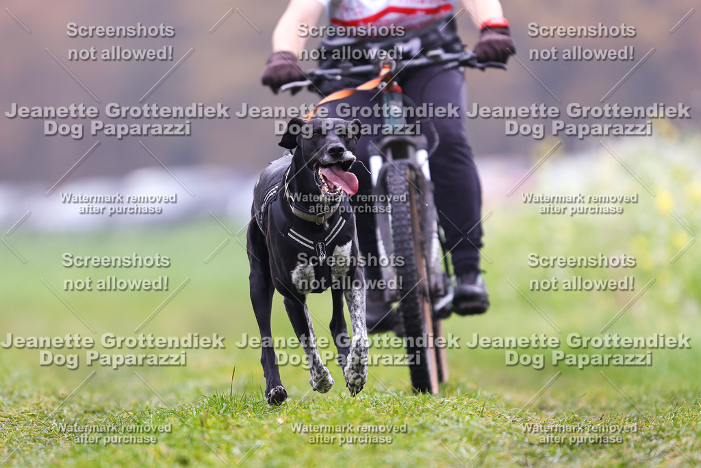 Dog Paparazzi - Visbeck 25 -211 | Dog Paparazzi Jeanette Grottendiek Fotografie & Videografie - Realisiert mit Pictrs.com